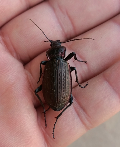 Carabus morbillosus