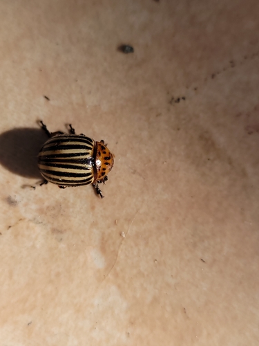 Colorado Potato Beetle