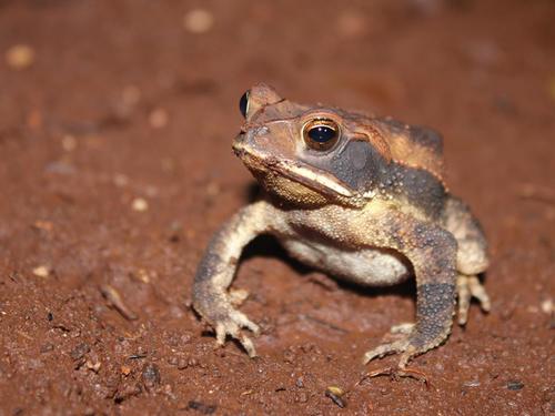 Central American Gulf Coast Toad