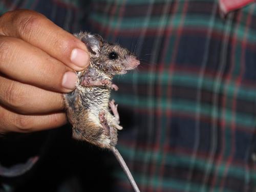 Yucatán Deer Mouse