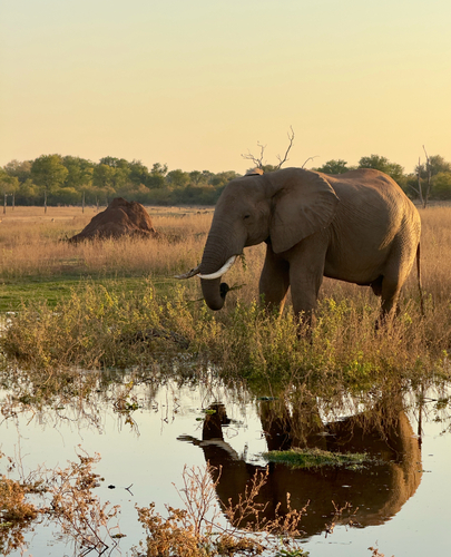 African Savanna Elephant