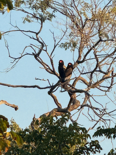 Bateleur