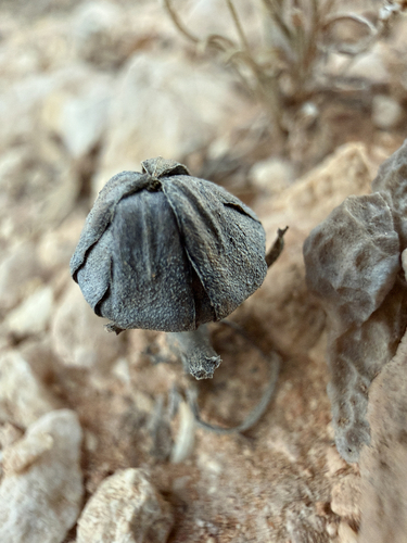 Rose of Jericho