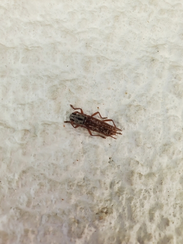 Elaphidion splendidum