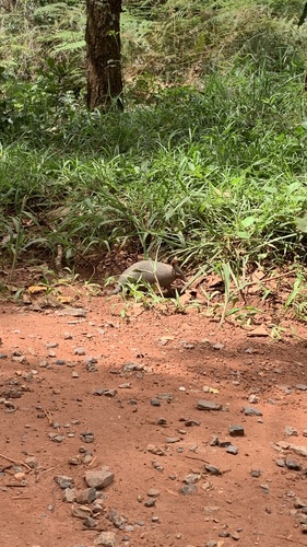 Brazilian Seven-banded Armadillo