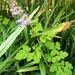 Corydalis sheareri bulbillifera - Photo (c) Yang Yi, todos los derechos reservados, subido por Yang Yi