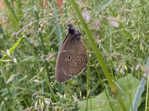 Ringlet