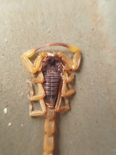 Brazilian Yellow Scorpion