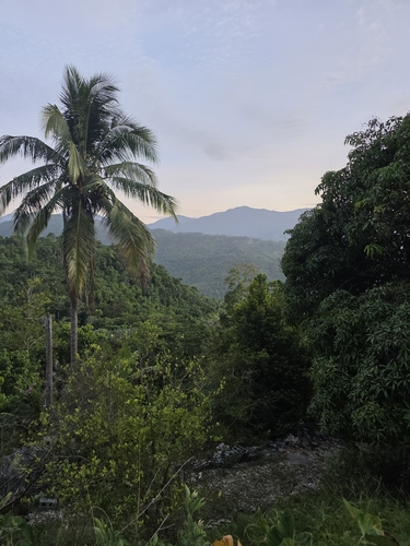 coconut palm