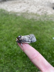 Goat Moth