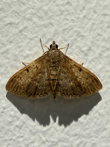 Grass Webworm Moth
