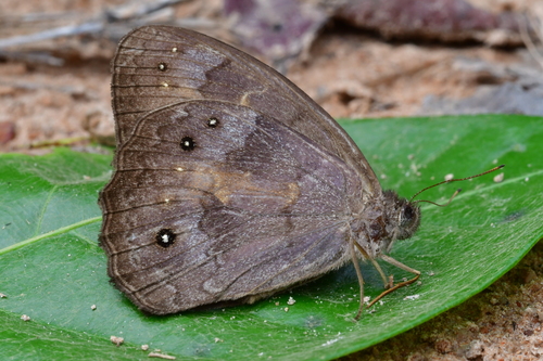 Pseudodebis marpessa