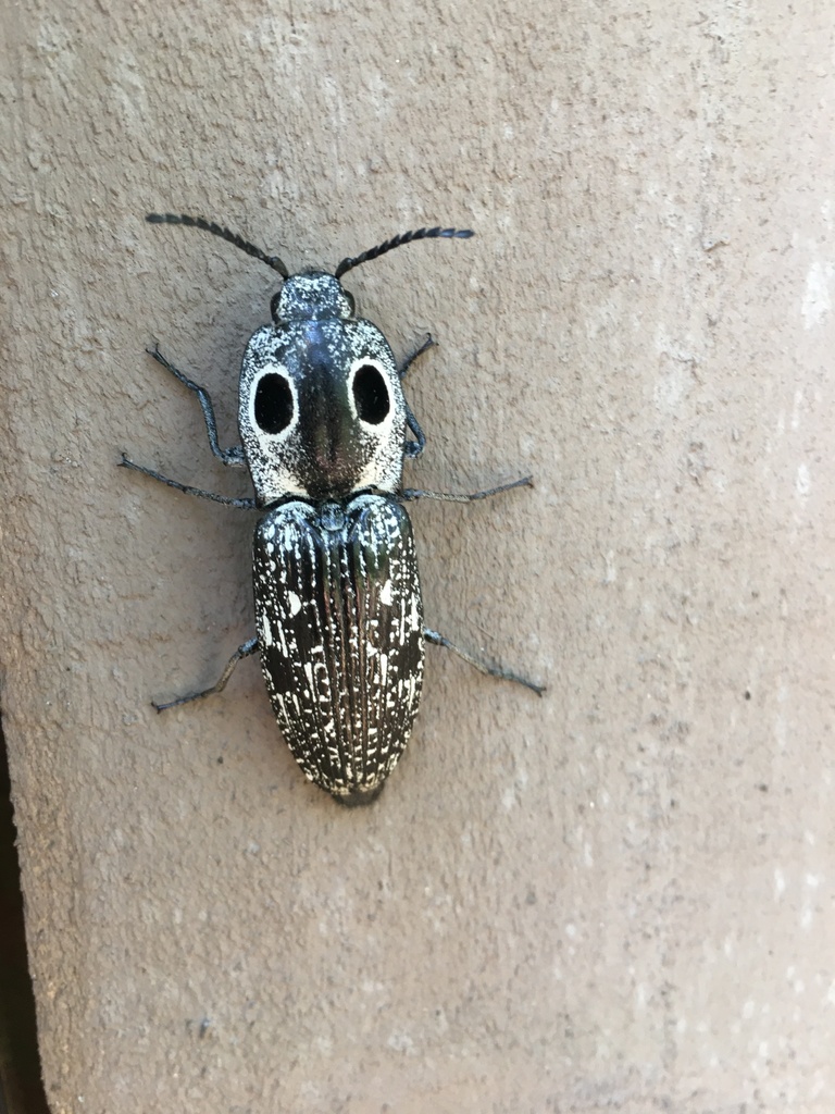 Eastern Eyed Click Beetle From E 149th Ave Lutz FL US On April 21