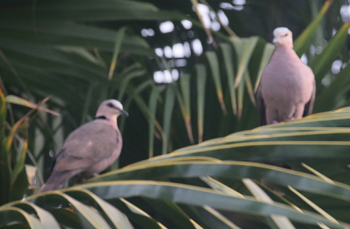 Red-eyed Dove