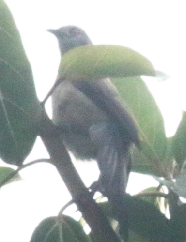 Brown Babbler