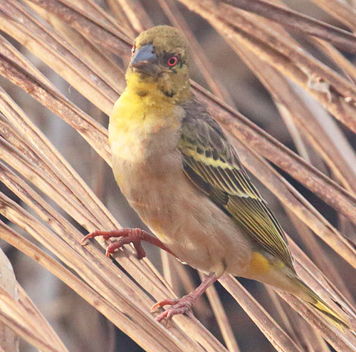 Village Weaver
