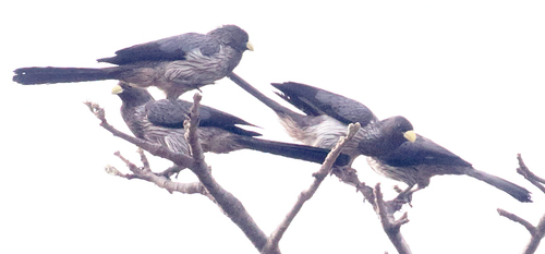Western Plantain-eater