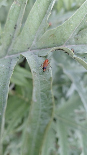 Common Red Soldier Beetle