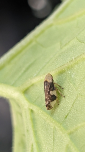 Meadow Spittlebug