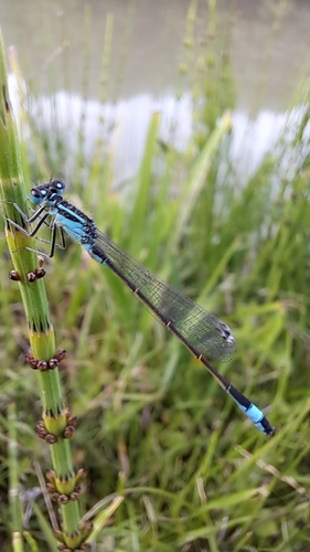 Blue-tailed Damselfly