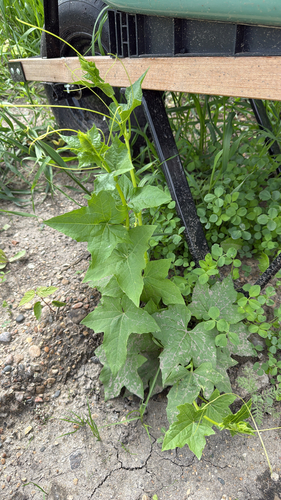 prickly cucumber
