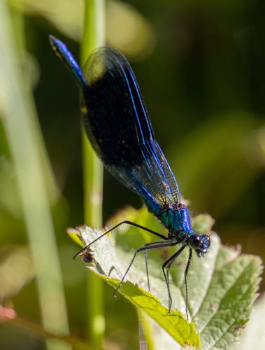 Banded Demoiselle