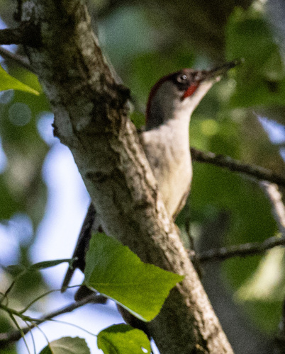 Eurasian Green Woodpecker