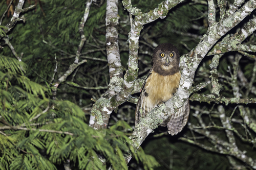 Spectacled Owl