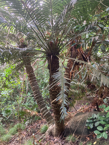 Cycas nitida