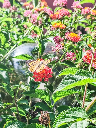 Painted Lady