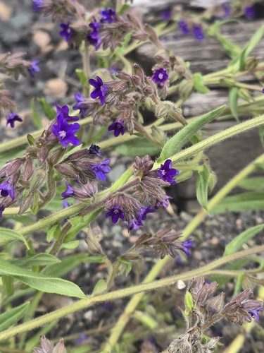 common alkanet