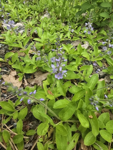 heath speedwell