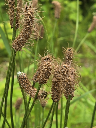ribwort plantain