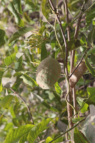 Saba senegalensis