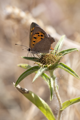Small Copper