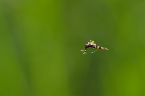 Goldenrod Crab Spider