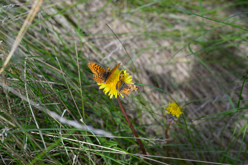 Meadow Fritillary