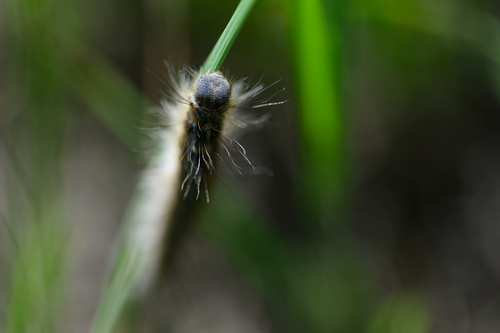 Forest Tent Caterpillar Moth