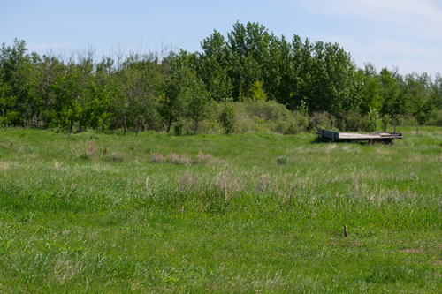 Richardson's Ground Squirrel