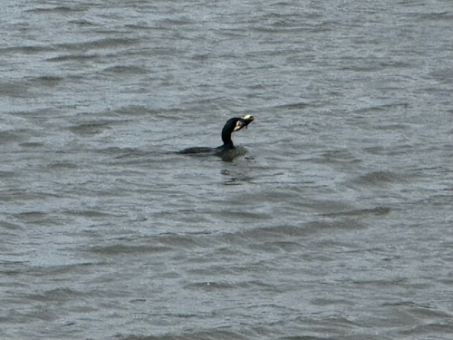 Great Cormorant