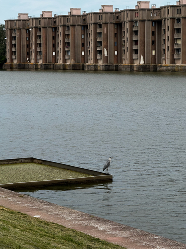 Grey Heron