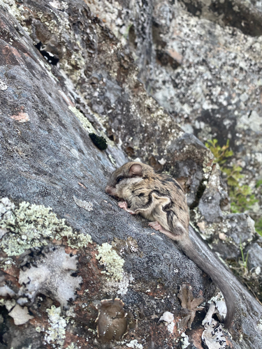 Northern Flying Squirrel observed by oriel6