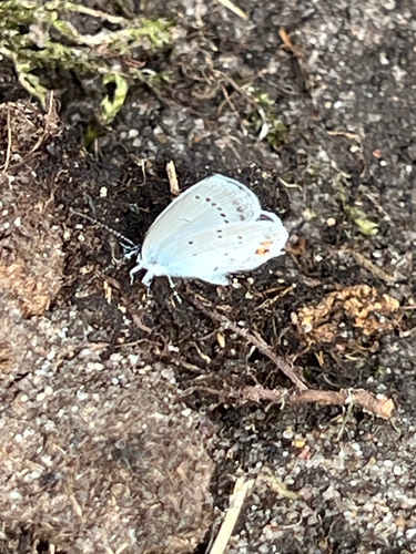Short-tailed Blue
