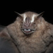 Neotropical Fruit Bats - Photo (c) Horacio V. Barcenas, all rights reserved, uploaded by Horacio V. Barcenas