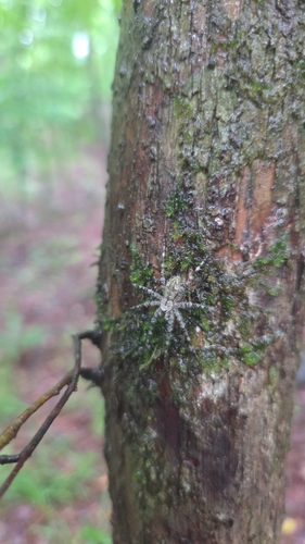 White-banded Fishing Spider