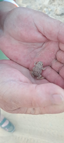 African Green Toad