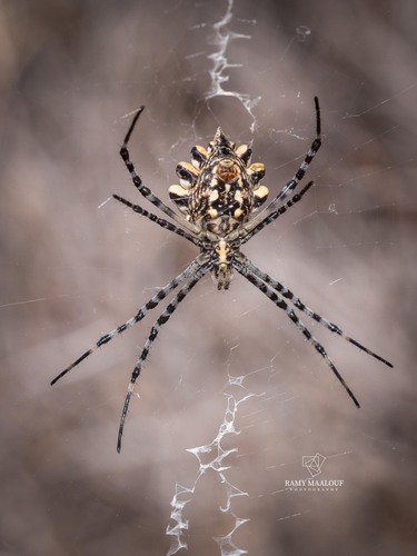 Lobed Argiope