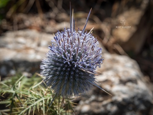 Echinops bovei