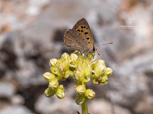 Small Copper