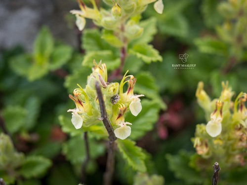 Teucrium flavum glaucum
